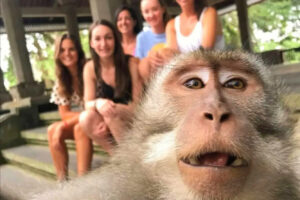 ubud-1
