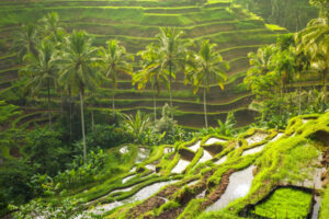 ubud-5
